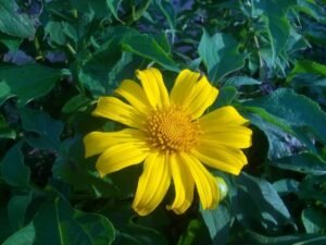 Yellow Under the Sun